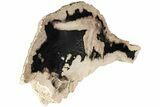 Rare Petrified Snakewood (Mennegoxylon) Root Ball - Texas #227050-2